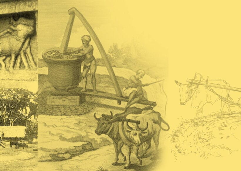 இயற்கை முறையில் தயாராகும் மரச்செக்கு எண்ணெய்! 1 Cold Pressed Cooking Oil