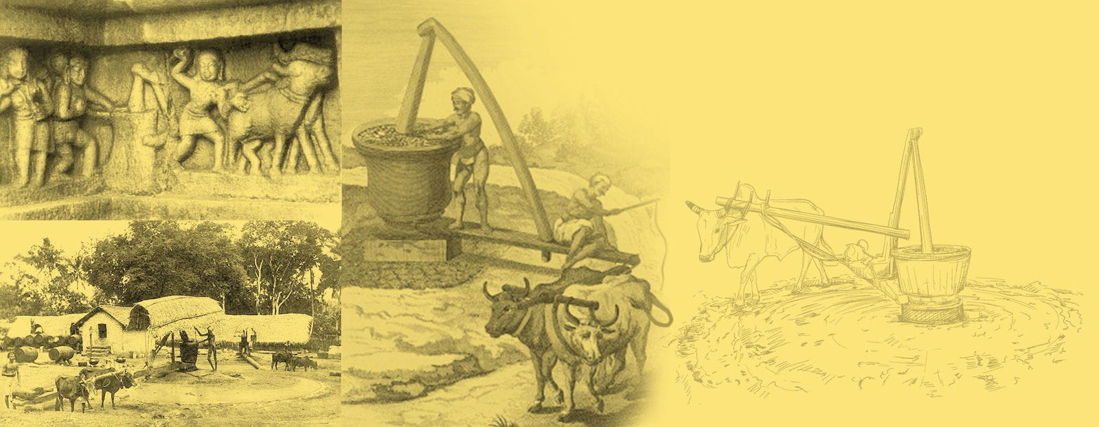 Cold Pressed Cooking Oil