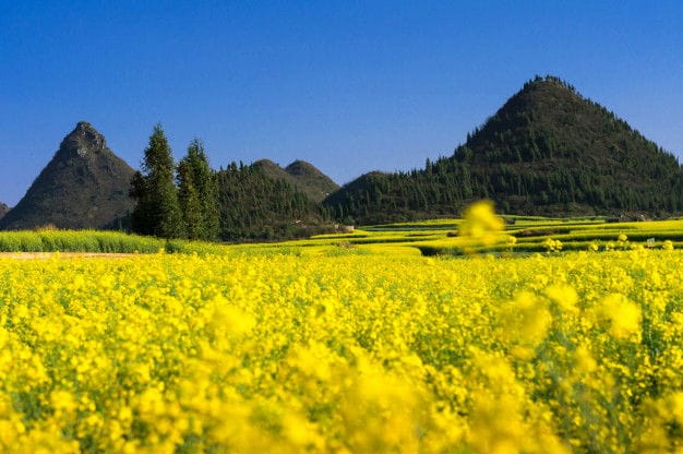 Standard Oil Mustard Field