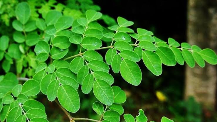 Images 2020 02 04T214407.598