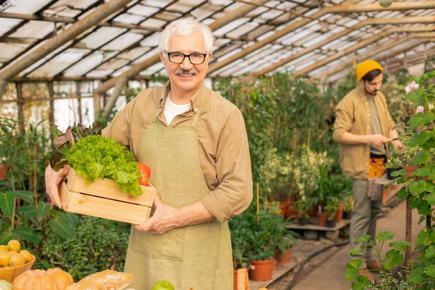 Let'S Sprout Our Own Organic Vegetables! 5 Portrait Smiling Handsome Senior Man Apron Standing With Box Vegetables Modern Greenhouse 274679 11798