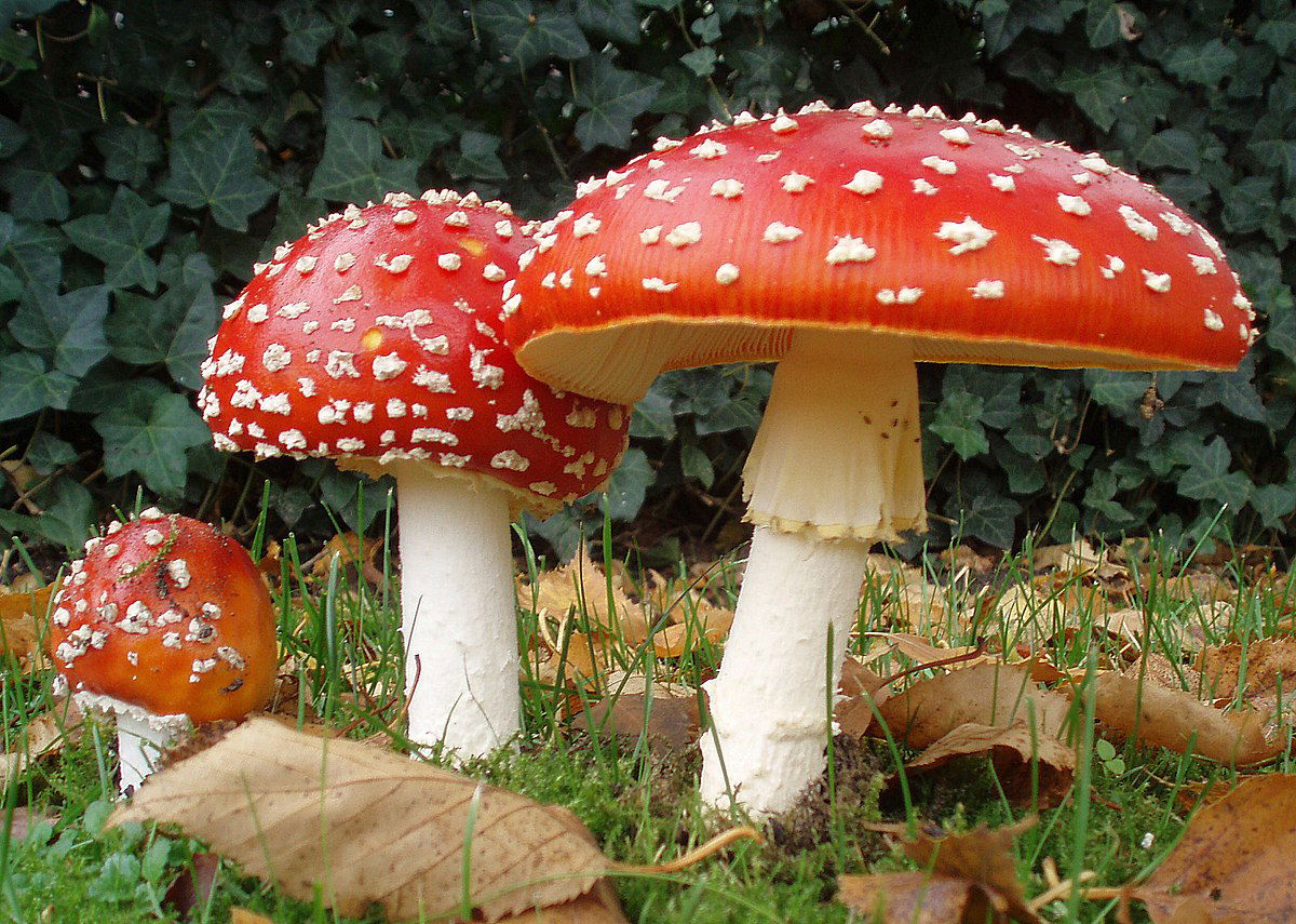 1200Px 2006 10 25 Amanita Muscaria Crop