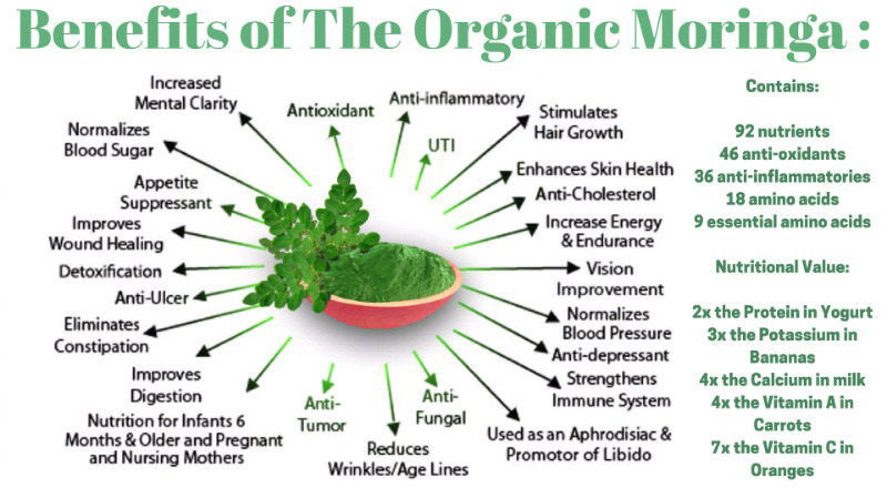 How To Add The Nutritious Moringa Tree Leaves To Your Baby'S Diet? 7 Moringa Oleifera Drumstick Tree Infograph