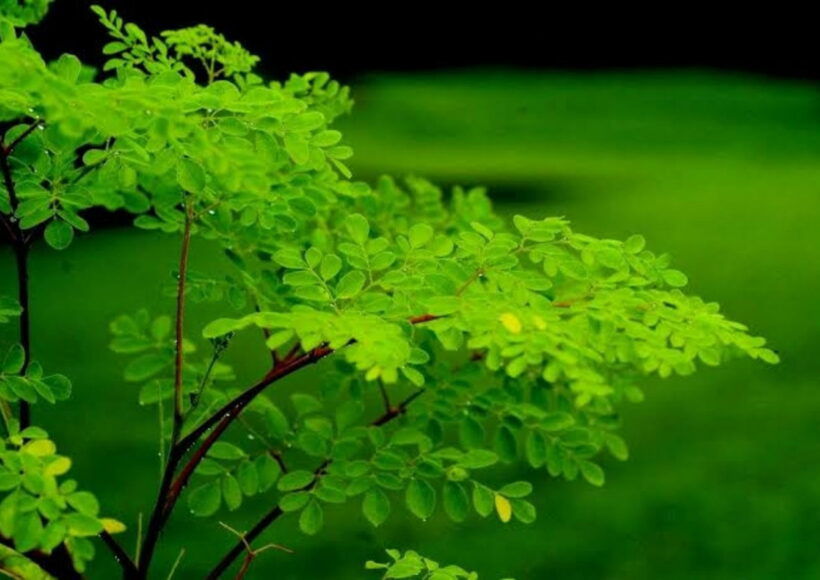 Webp.net Resizeimage 1 1