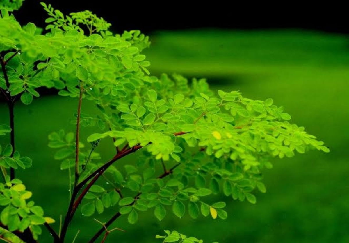 How To Add The Nutritious Moringa Tree Leaves To Your Baby'S Diet? 1 Webp.net Resizeimage 1 1