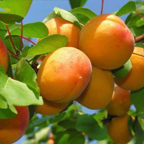 7 Spectacular Benefits Of Apricots! 2 Images 38 1