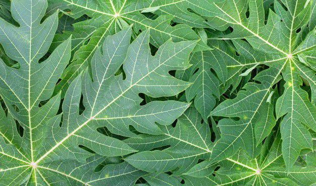 Boost Up Your Platelets Levels! 8 Unexpected Benefits Of Papaya Leaf Extract 16 Papaya Leaves Surface 51524 9880