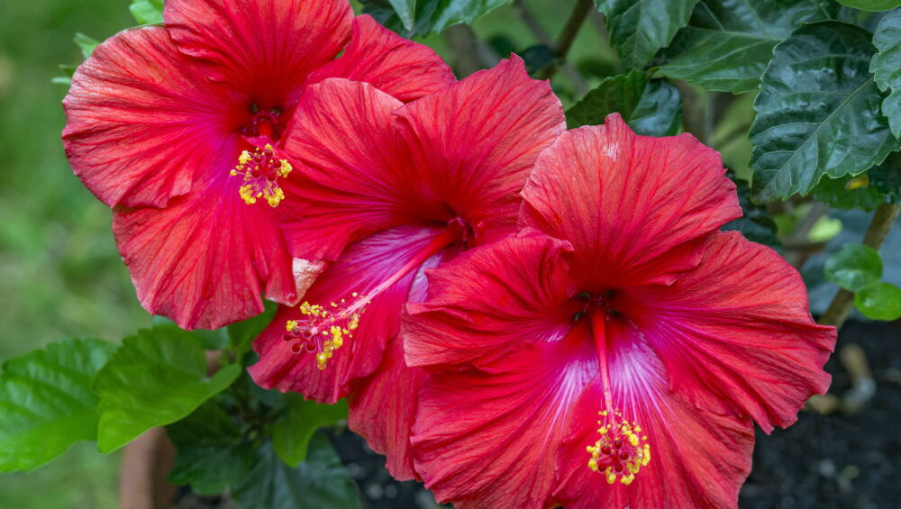 Add This Flower To Your Diet To Prevent Diabetes! 17 Red Hibiscus Flowers