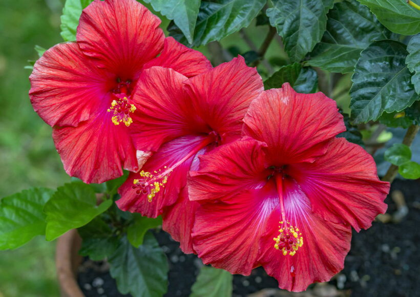 Red Hibiscus Flowers