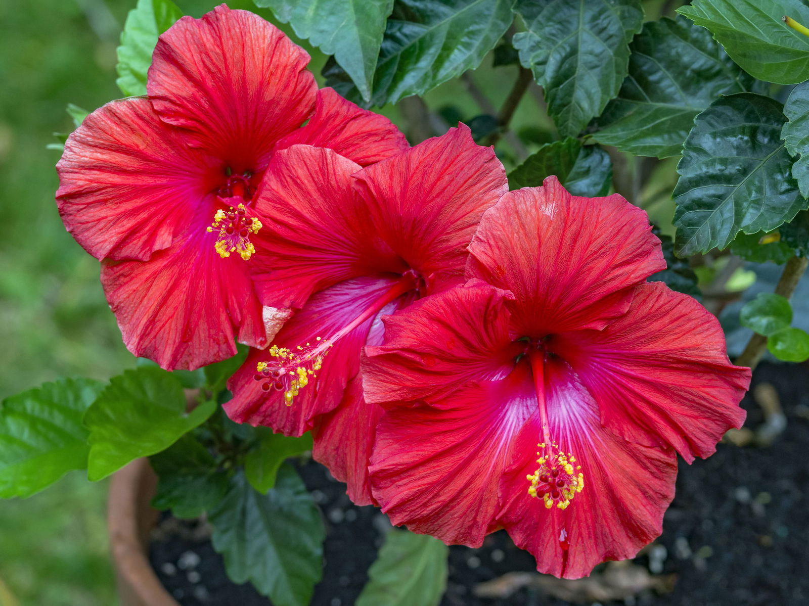 Red Hibiscus Flowers