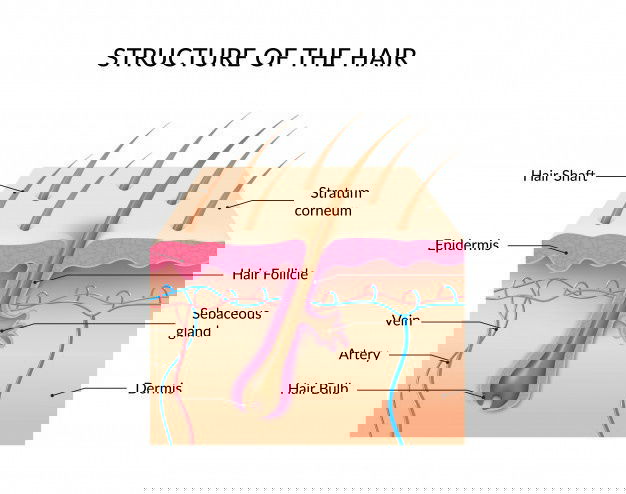 Structure Hair Infographic 1284 32616