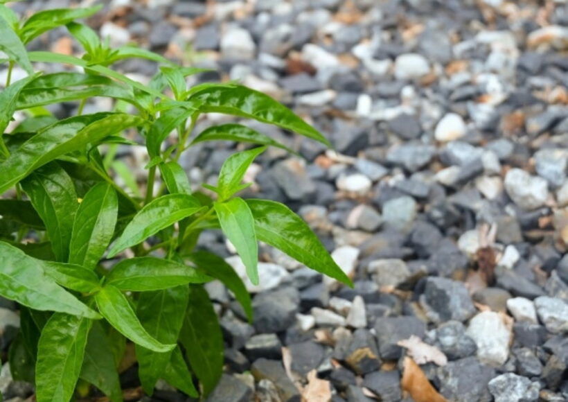 Webp.net Resizeimage 3