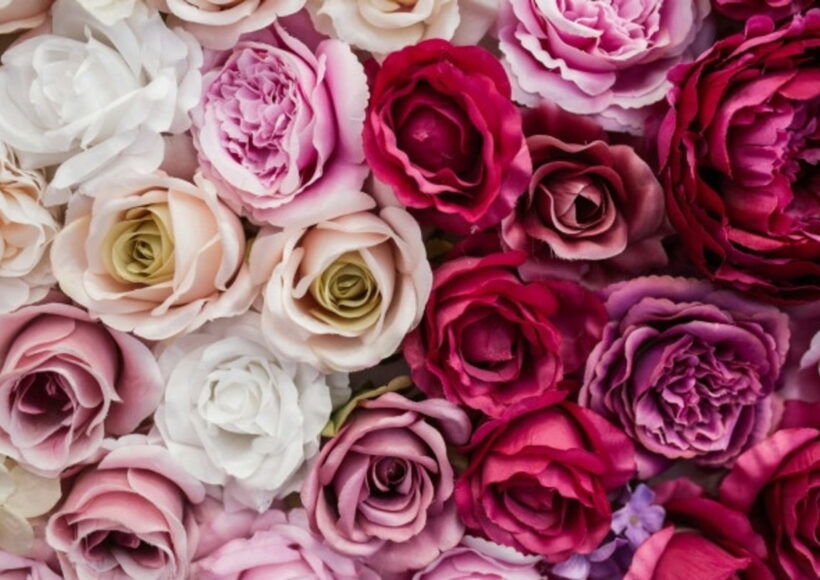 Webp.net Resizeimage 44