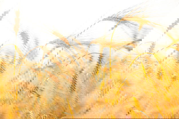 Wheat Close Up 1182 879