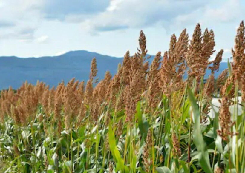 Img 20200925 221757 1 Copy 1280X883