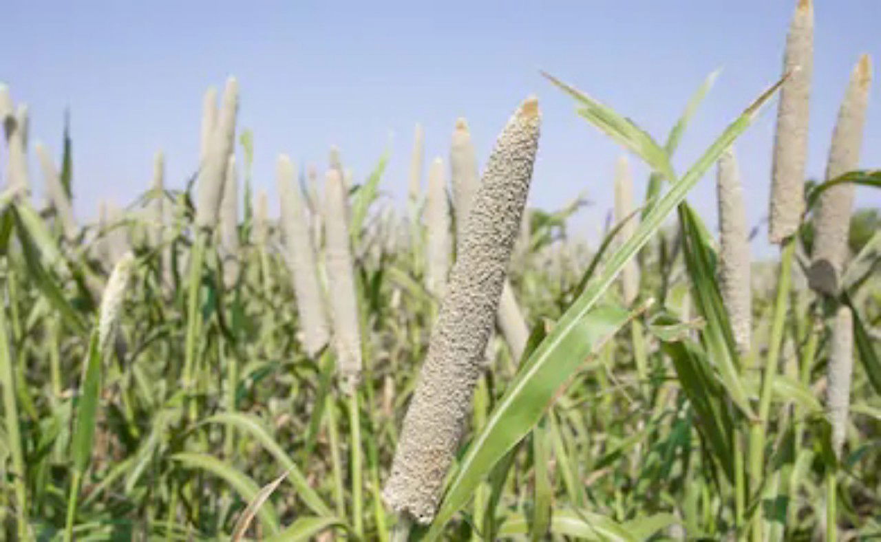 Pearl Millets Health Benefits | Buy Now At The Best Price! 3 Img 20201010 165906