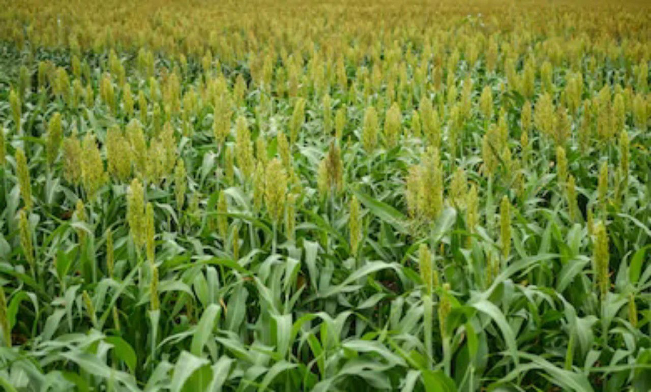 Finger Millets | Ragi Health Benefits| Buy Now At The Best Price! 3 Img 20201010 182045