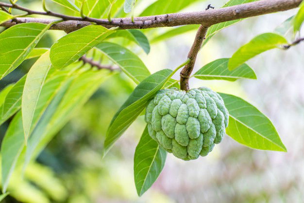 Sugar Apple Benefits: Here Why You Must Have Sugar Apple This Season 4 Custard Apple Fruit Hanging Tree Branch Custard Apple Tree Garden 38161 1525