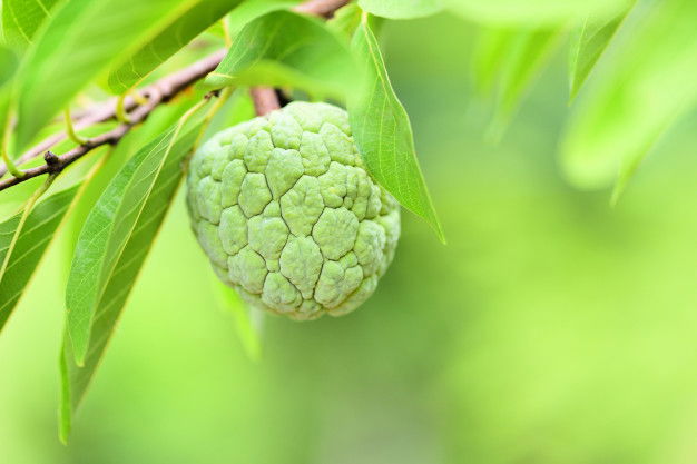 Sugar Apple Benefits: Here Why You Must Have Sugar Apple This Season 3 Fresh Sugar Apple Tree Garden Tropical Fruit Custard Apple Annona Sweetsop 73523 4391 1