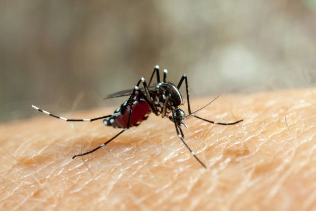 Why Do Mosquitoes Bite Some People More Than Others? 3 Dengue Zika Chikungunya Fever Mosquito Aedes Aegypti Bitting Human Skin Drinking Blood 17661 397