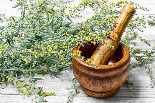 If A Worm Makes You Sick, Can This Wormwood Tea Cure You? 2 Wormwood Mortar 75924 3259