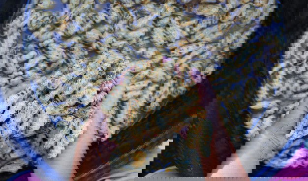 Clean Fresh Peanuts Water After Harvest 38678 3213