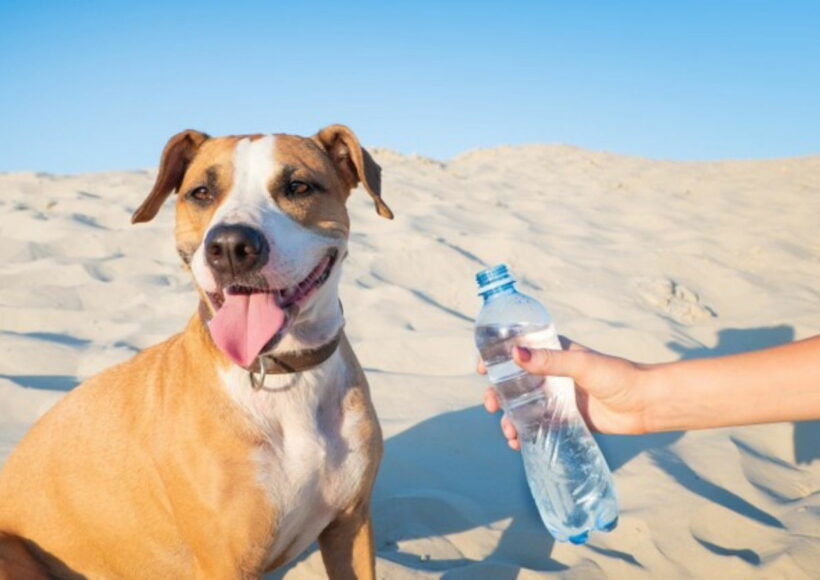 Giving Water Dog Female Hand Holds Bottle Water Thirsty Pet Hot Day Outdoors 145134 1206 Copy 1280X853