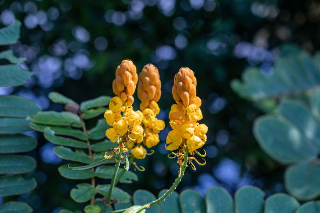 Beautiful Senna Alata Plant Also Known As Emperor S Candlesticks 51012 348