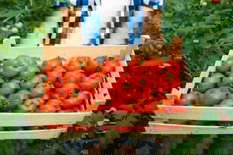 Close Up View Wooden Crate Full Red Tasty Tomato Vegetables 342744 1392
