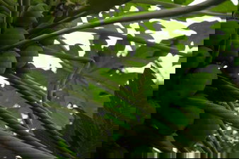 Boost Up Your Platelets Levels! 8 Unexpected Benefits Of Papaya Leaf Extract 7 Papayas Tree 1353 221