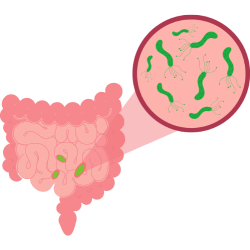 Gut-healthy kodo millet flakes