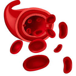 Healthy blood flow for overall well-being