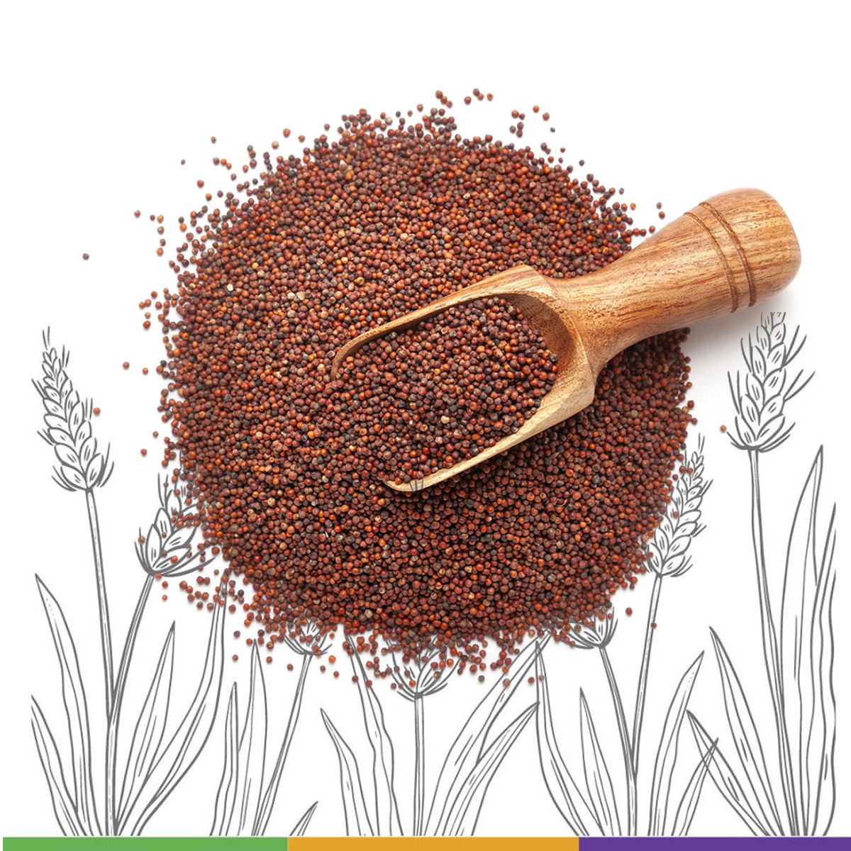 Ragi -Finger Millet