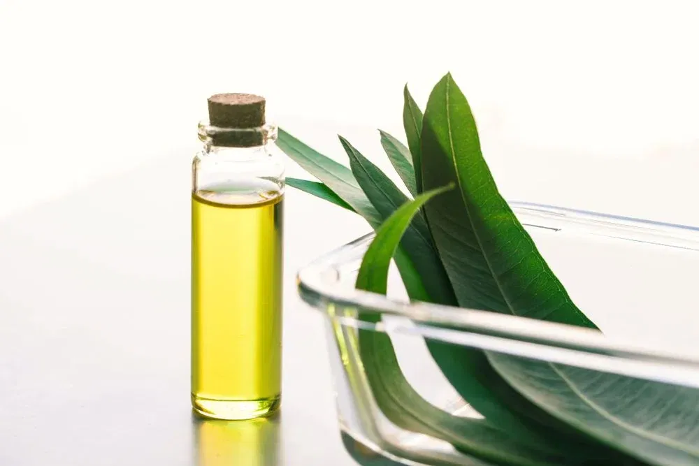 Paruppu Podi Online 5 Eucalyptus Essential Oils