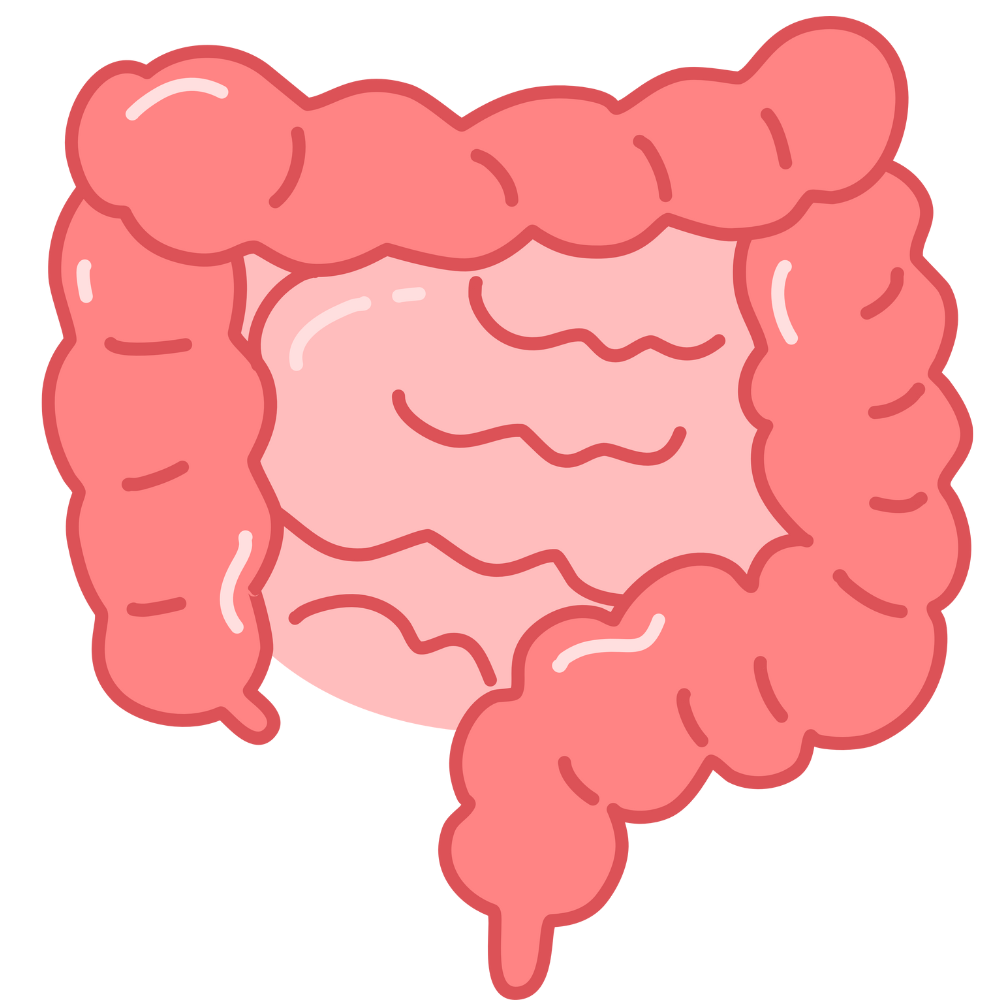 Fried Gram Split or Pottukadalai Paruppu aids digestive health with high fiber content, promoting smooth digestion and gut wellness – shop premium Fried Gram Split online at standardstore.in