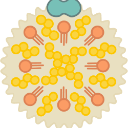 Little millet flakes, a nutritious food for lowering cholesterol.