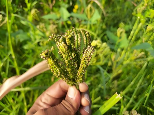 Ragi Millet