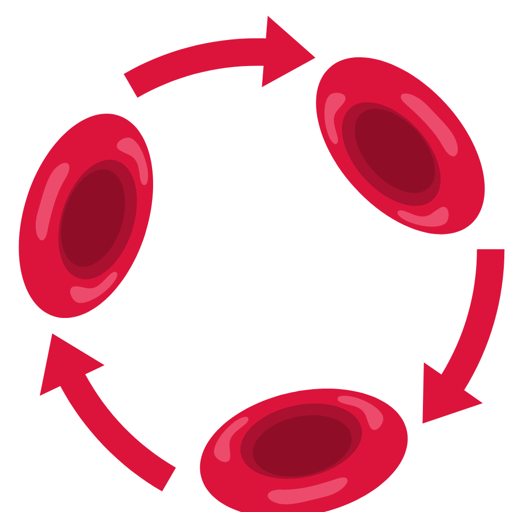 Urad Dal improves blood circulation naturally and supports heart health – buy premium quality Urad Dal online at standardstore.in