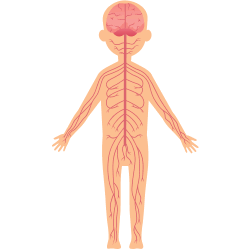 Multi millet vermicelli, a nutritious source of vitamins and minerals to support a healthy nervous system.