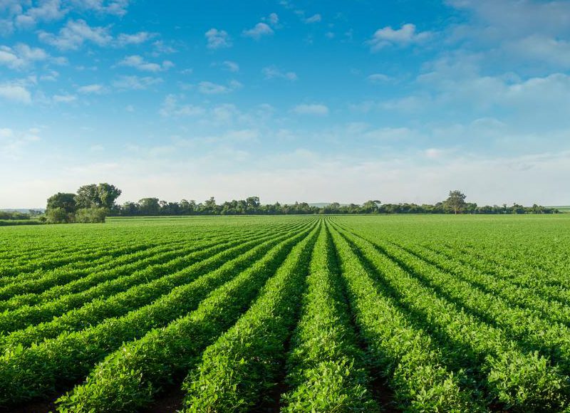 Cold Pressed Oil In Rajahmundry