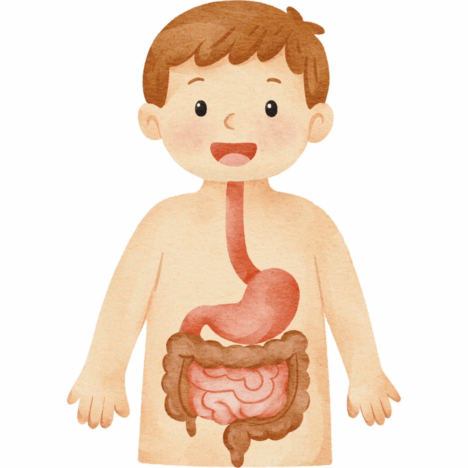 Little millet biscuits made from chemical-free grain, diabetes-friendly snack