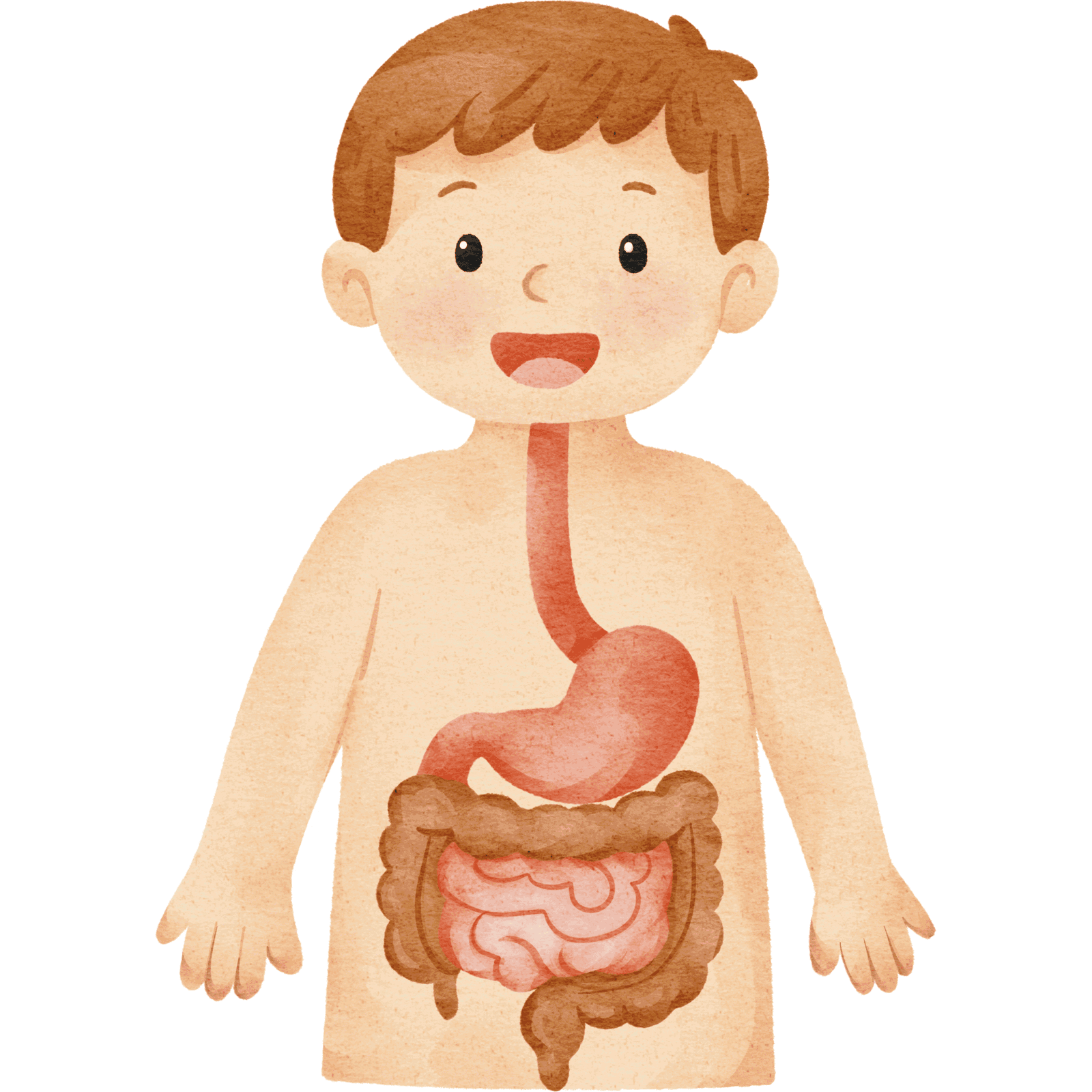 Natural digestive aid that supports healthy digestion and gut comfort