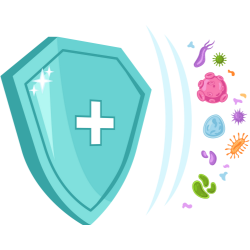 Immune system cells working together to protect the body."