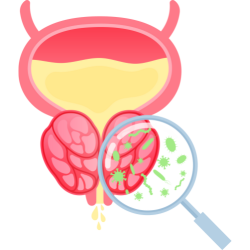 human urinary tract, showing the kidneys, ureters, bladder, and urethra."