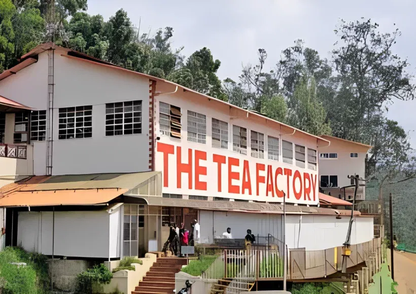 Home Wood Tea Online 155 Buy The Best Home Wood Tea Online – Premium Quality Natural Tea For A Refreshing And Healthy Experience.