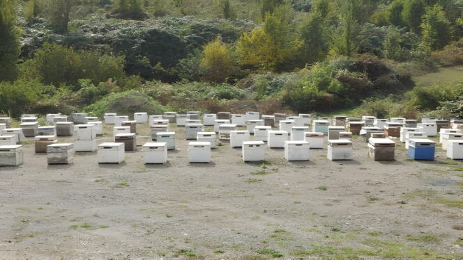 Buy Wholesale Bulk Honey 13 Bulk Honey