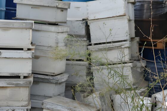 Buy Wholesale Bulk Honey 11 Honey Wholesale