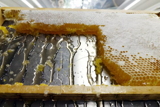 Buy Wholesale Bulk Honey 12 Honey Wholesale Suppliers In India