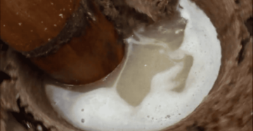 Cold Pressed Coconut Oil / Nariyal Tel – 100% Pure, Unrefined, Perfect For Healthy Cooking, Heart Health, Boosting Immunity &Amp; Metabolism 11 Coconut-Oil-Making-Step5