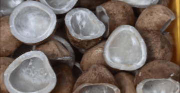 Cold Pressed Coconut Oil / Nariyal Tel – 100% Pure, Unrefined, Perfect For Healthy Cooking, Heart Health, Boosting Immunity &Amp; Metabolism 7 Pile Of Mature Brown Coconuts Ready For Cold Pressing Coconut Oil